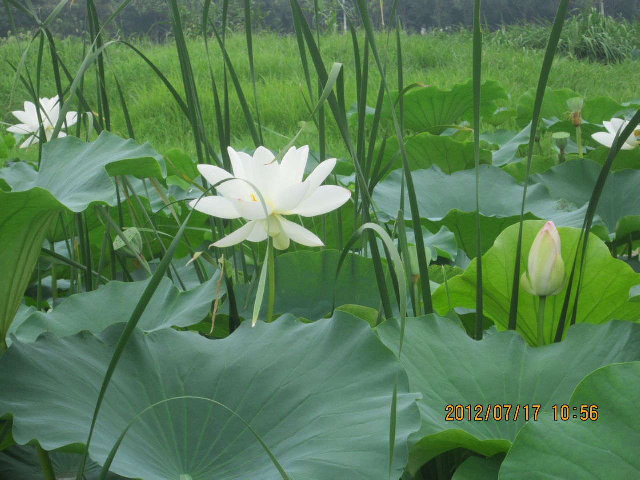 《与时代同行》桃子汉化组最新移植游戏
